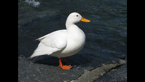 duck on a treadmill