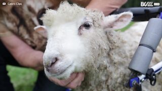 Un agneau réapprend à marcher