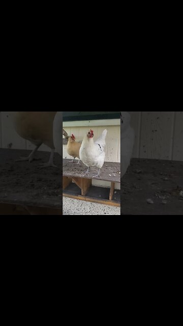 Chickens #homesteading #chickens #chickenlife
