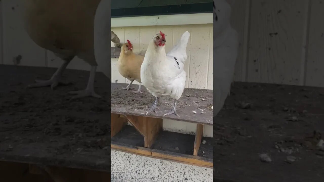 Chickens #homesteading #chickens #chickenlife