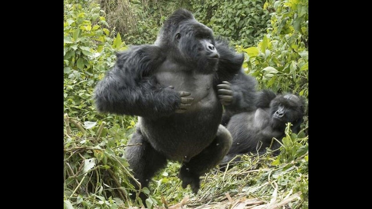 Rumbel _ animal _Silverback attacks_1080p