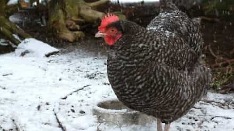 Chickens refuse to set foot on snow