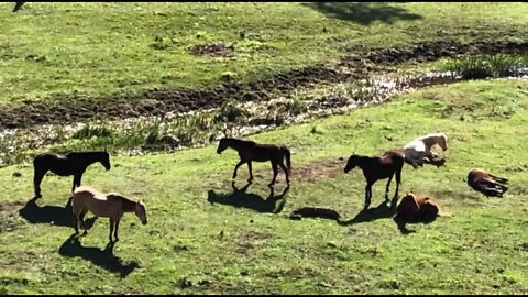 Horses watch over each other as they sleep