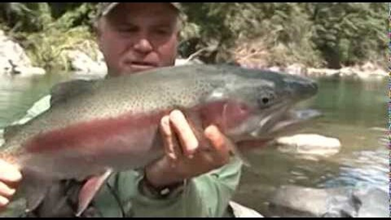 Monster trout of the Rangitikei River