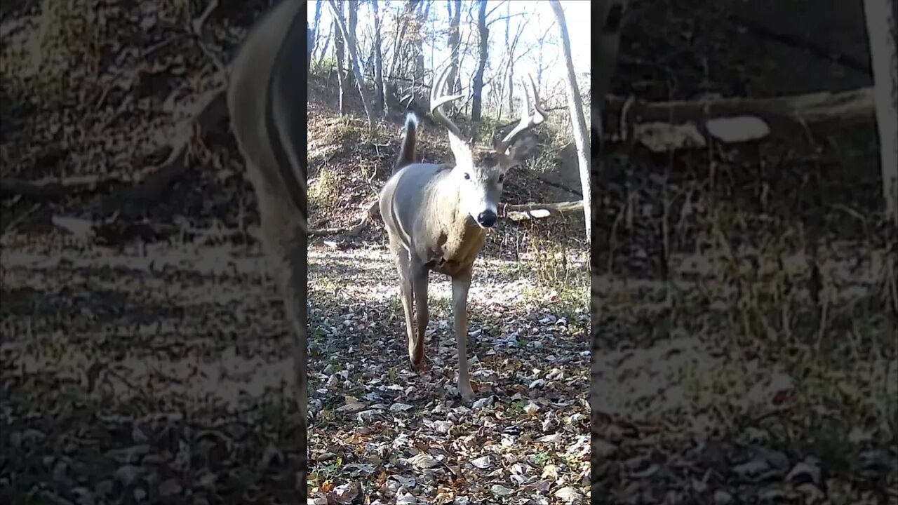 Daylight BUCK Caught On CAMERA!!!