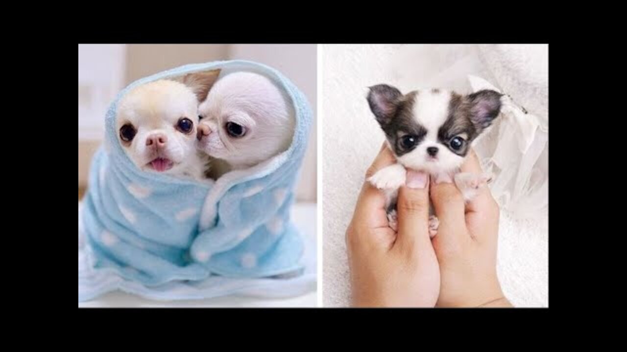 Funniest Animals - Best Of The 2021 Funny Animal Videos In World