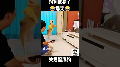 funny animal videos #funny #short #ytshorts #animals #pets #dogs #猫 #cats 🤣 #viralshorts