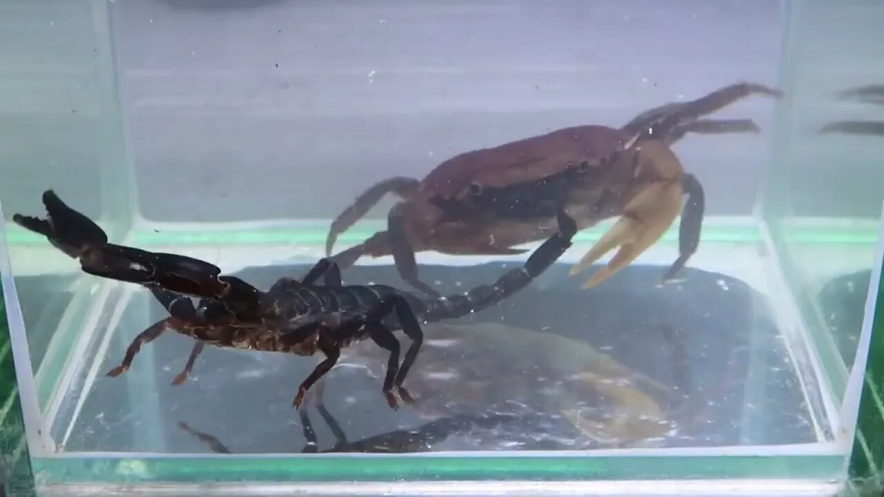 Crab vs Scorpion Underwater - Caranguejo vs Escorpião-17