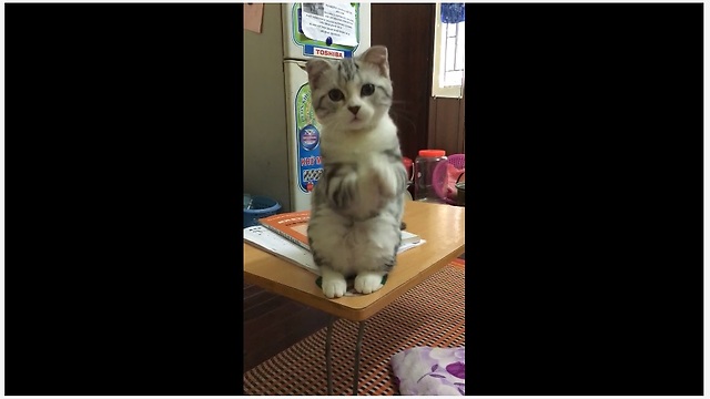 Silly Cat Has A Really Funny Way Of Telling Her Owner She's Tired