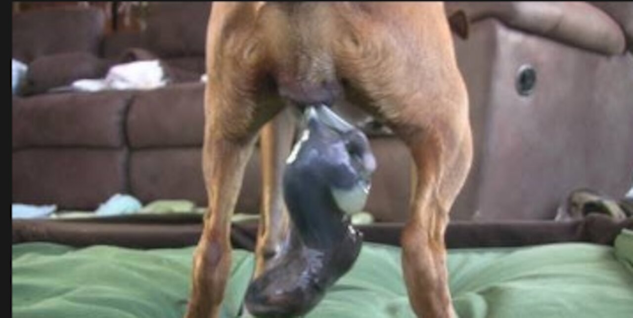 The Dog Has Amazing Birth While Standing!