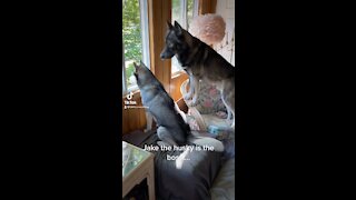 Wolf dog is so gentle