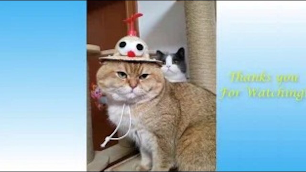 Funny and cute pet animals video compilation