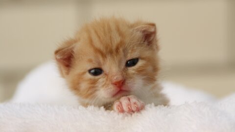 kittens playing in the bathtub