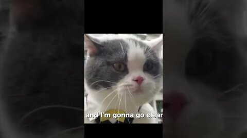 This cat can talk like human 🧐🧐🧐