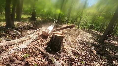 Felling a big ash with a small saw