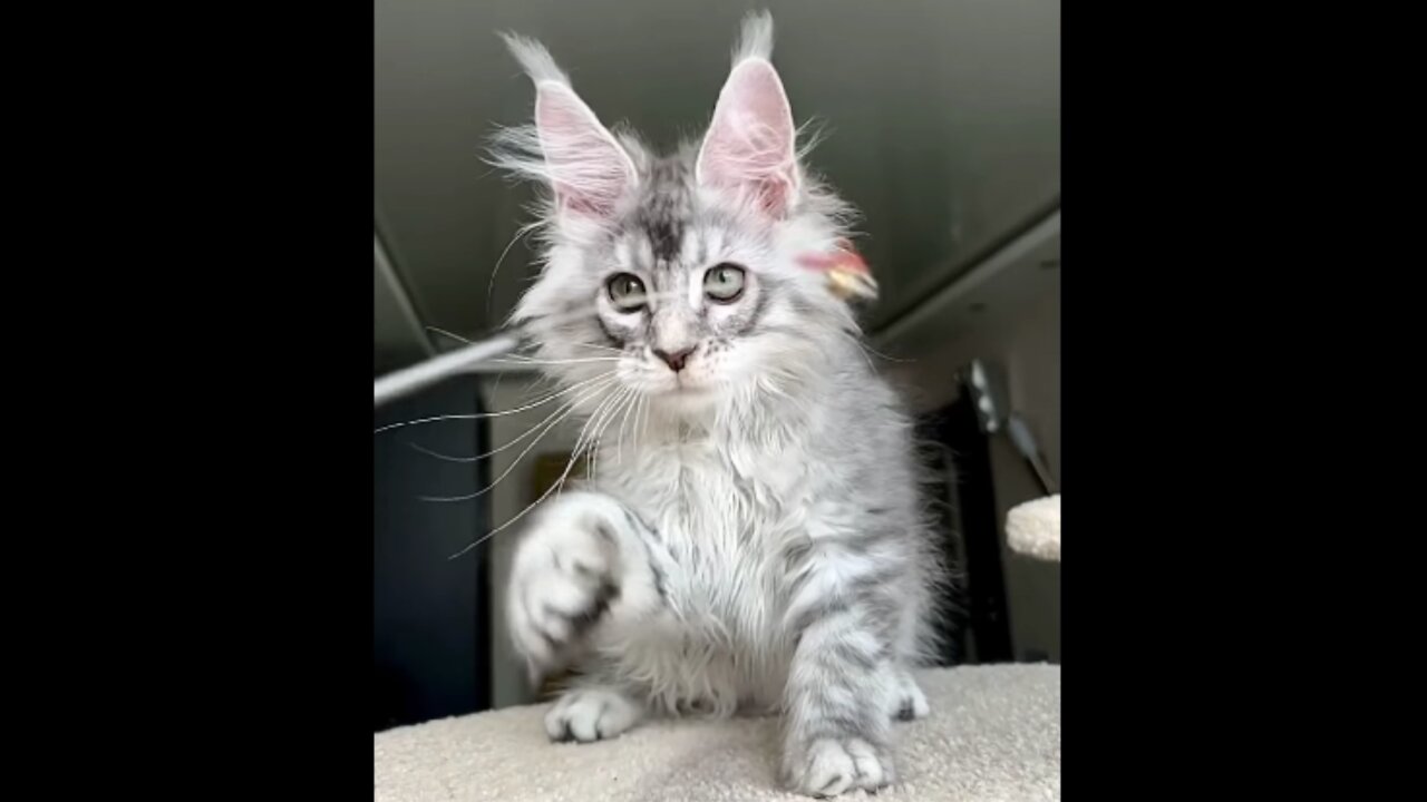 Милый котенок!!!