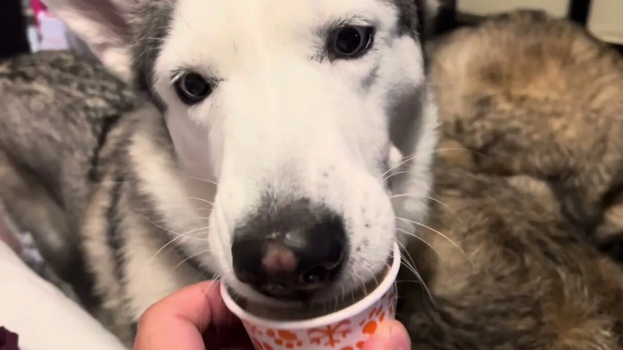 Feeding the dogs ice cream