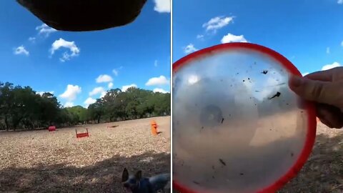 Marley the Super Frisbee Catching Australian Cattle Dog/ Blue Heeler