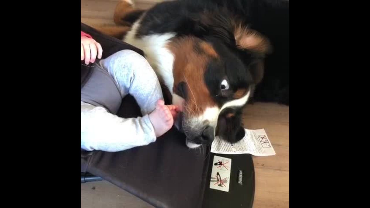 Bernese Mountain Dog kisses & protects baby boy