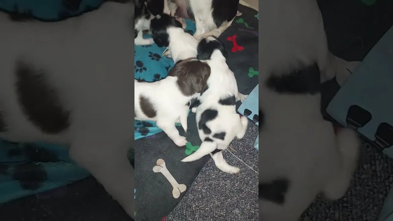 Little Springador Puppies