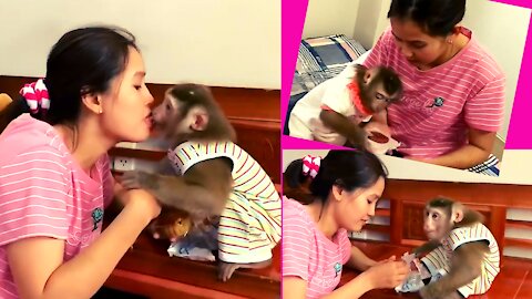 Capuchin Monkey, Baby, Cub, Best Funny Monkey Videos.