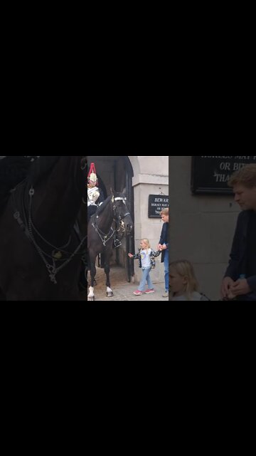 horse wants her hand bag #horseguardsparade