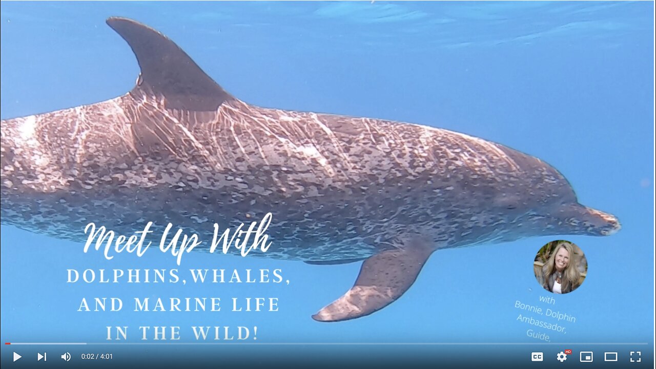 S1 Ep 2 Meet Up With Dolphins, Whales, And Marine Life In The Wild! Risso's Dolphins