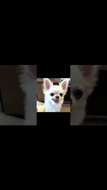 Have You Seen the Hilarious Chihuahua That's Gone Viral?