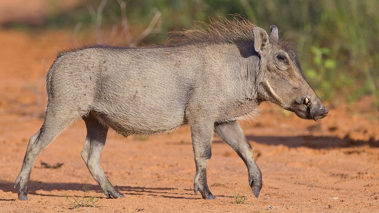 Olis Wilde Welt (Folge 34) Warzenschwein - Ein Neuer Freund