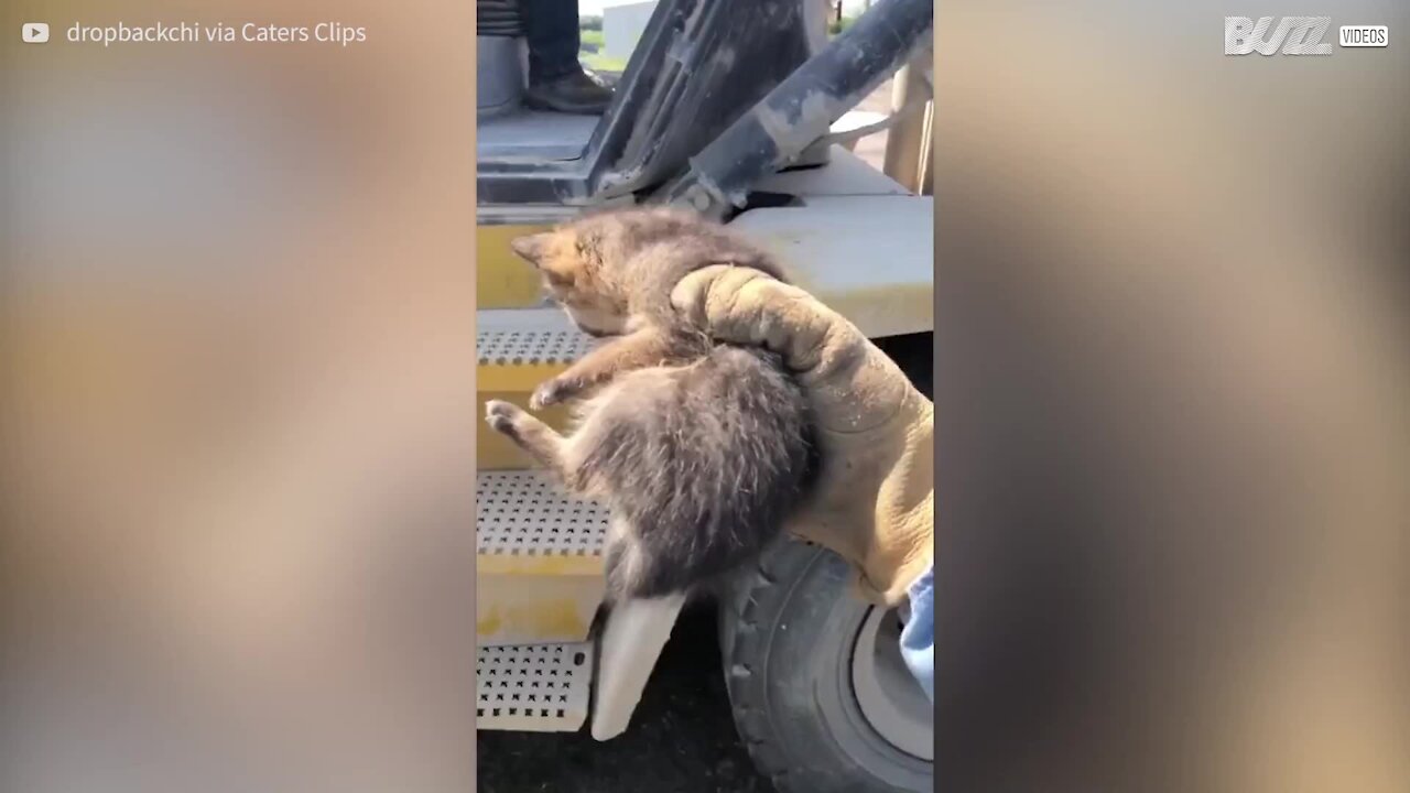 Cet homme a adopté un renardeau pensant que c'était un chiot