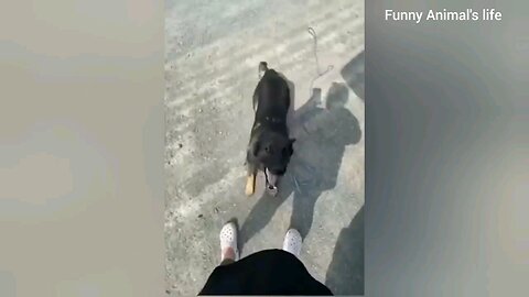 Funny dog, funny animal