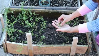 Transferring carrots seedlings