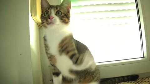 Smart Kitten Plays With Feather Toy