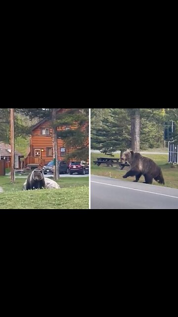 Grizzly bear casually strolls local Canadian neighborhood