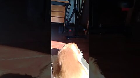 #dogshow , #animals , #dogs , #shorts
