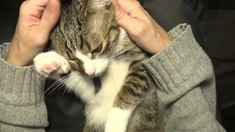 Cat Purrs in My Arms