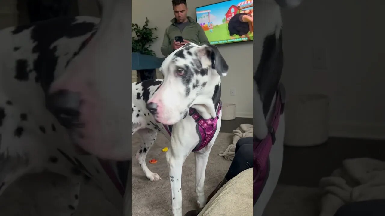 Massive Dog being so Patient