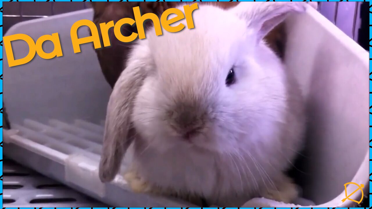 Cute Bunnies | Da Archer