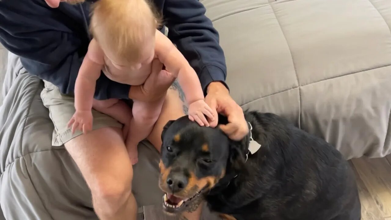 Baby Loves Petting Her Rottweiler