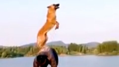 Dogs That Fly - Malinois & Alsatian Dogs Show Their Jumping Agility