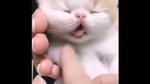 PLAYING CAT VIDEO MEAWWW