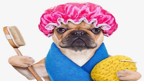 Hilarious Pets Behaviour Caught on Camera