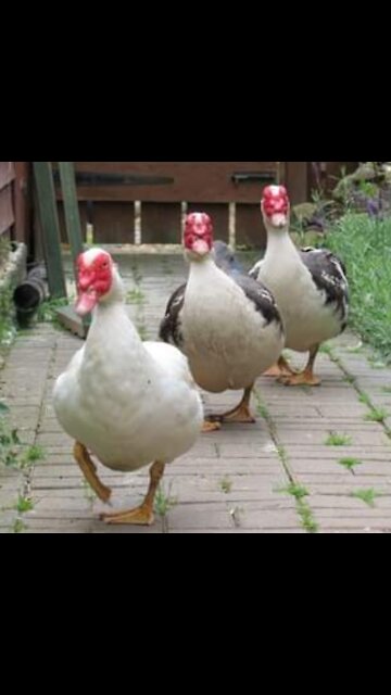 Ducks say, Where is my Snack???