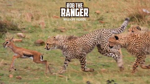 Cheetah Cubs Practice Catching Prey | Maasai Mara Safari | Zebra Plains