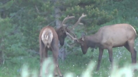 VELVET MANIA 16 BULL ELK! SOME YOUNG BULL BEHAVIOR!