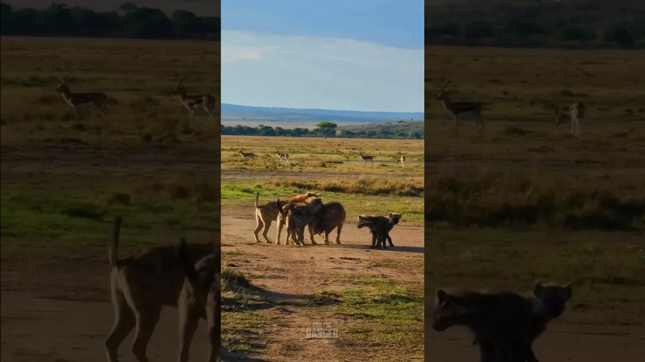 Hyena Interactions #shorts | #ShortsAfrica