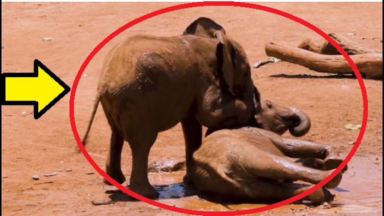 Baby Elephants Playing In The Mud so cute.