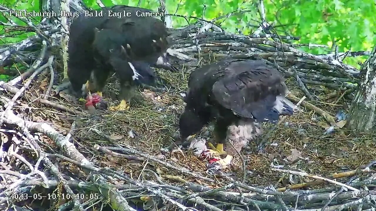 Hays Eagles H19 & H20 doing great on 1st self feeding! Both enjoying a bird! 05-20-2023 10:39am