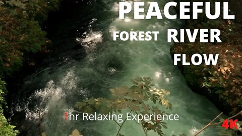 Relaxing River Sounds - Peaceful Forest River - 1 Hour Long - 4K - Nature Video