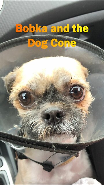Cute Rescued Shih Tzu & the Cone of Shame